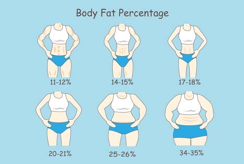 body fat percentage
