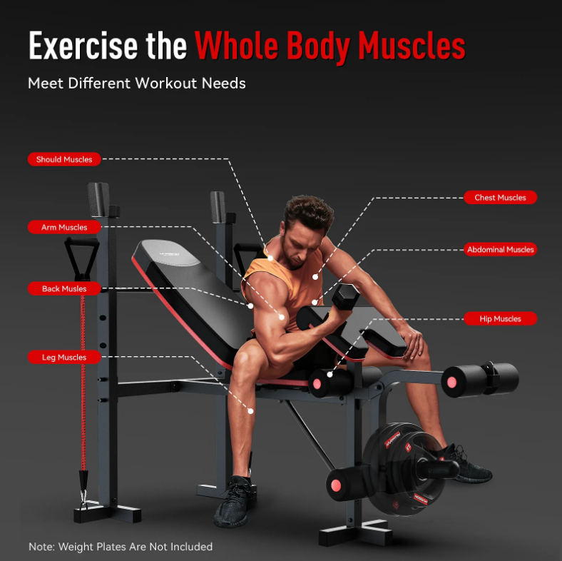 Exercise the Whole Body Muscles